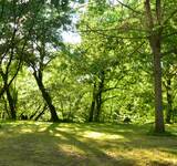 forêt du Camping Paradis Les Belles Rives