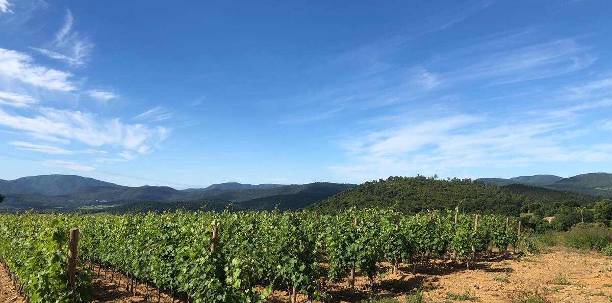 paysage des vignes de la région à proximité du Camping Paradis Domaine de Miremer