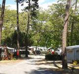 camping paradis le dauphin  et ses allées ombragées