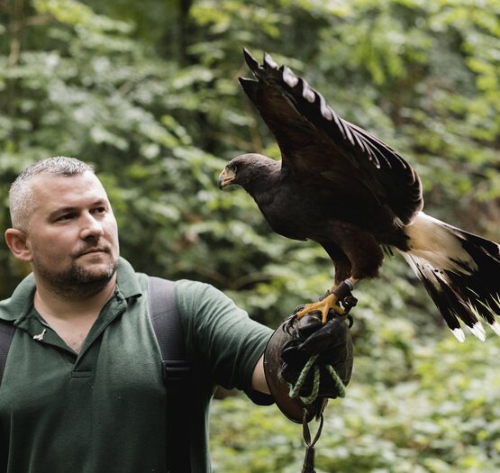 spectacle de rapaces en France