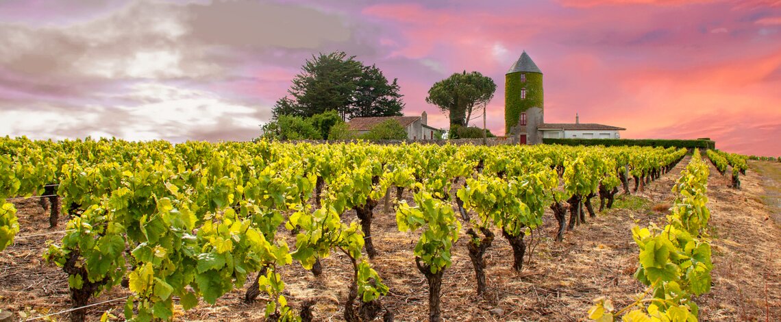 Vignes du Muscadet avec couché de soleil