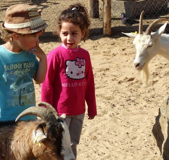 Camping enfant avec des chevres