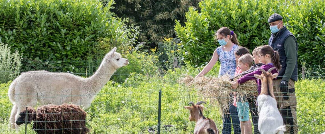 Des lamas