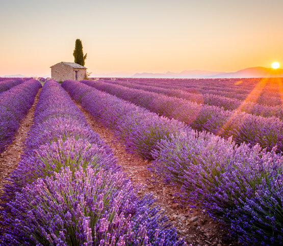 plateau de Valensole en région dans Les Alpes Haute Provence plateau de Valensole en région dans Les Alpes Haute Provence