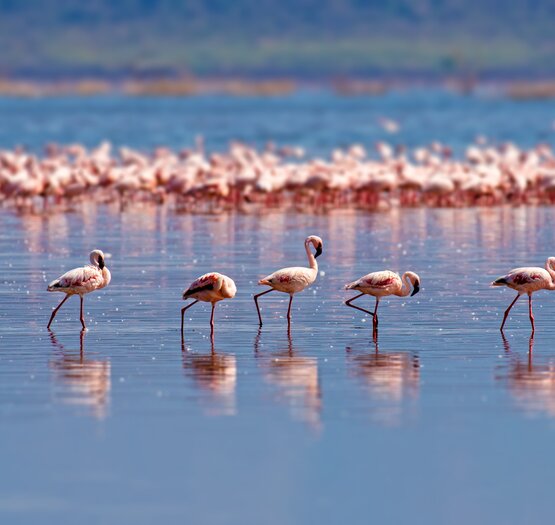 Flamant rose camargue